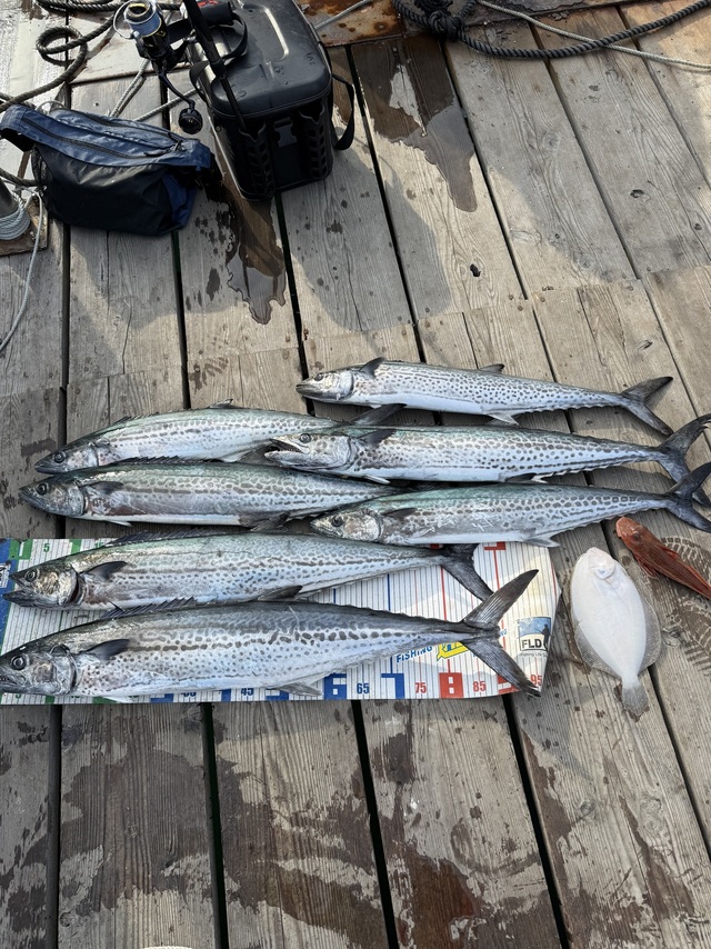 サワラ・ホウボウ・ガンゾウヒラメ(ガンゾウビラメ)