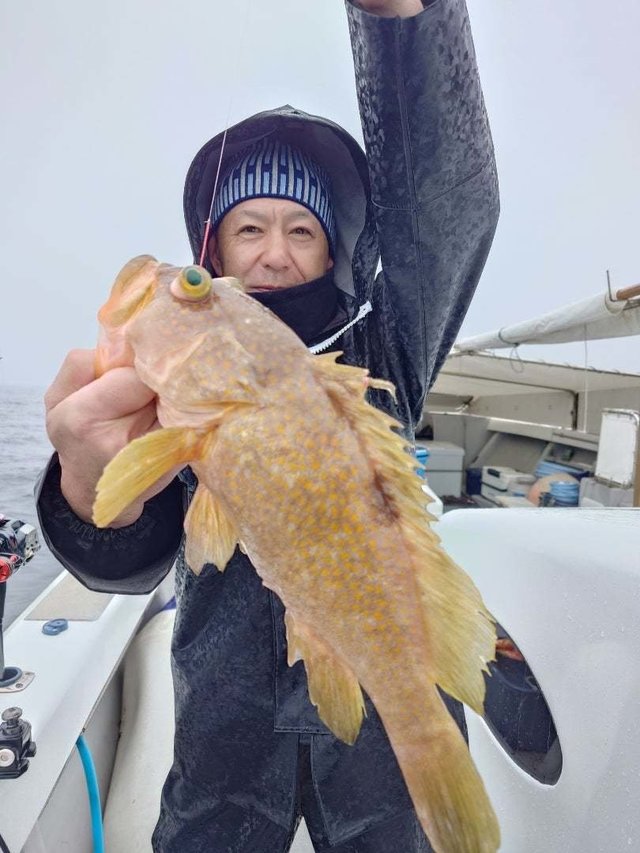 アコウ(キジハタ)