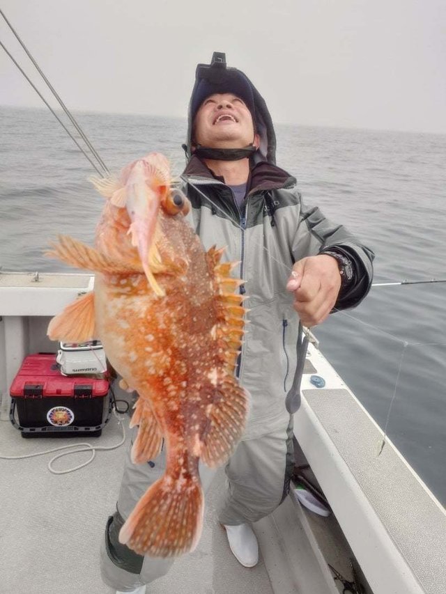 ウッカリカサゴ