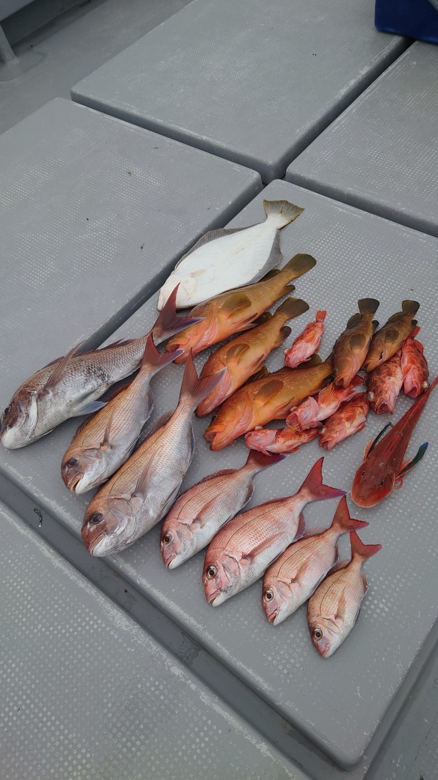 マダイ・ヒラメ