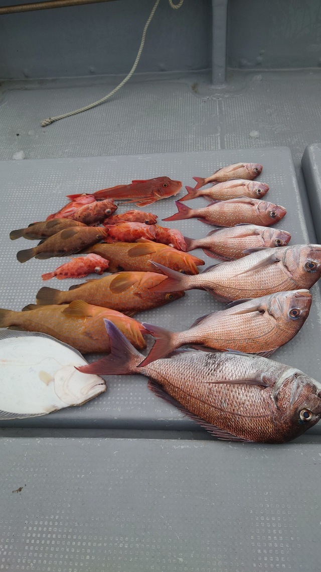 マダイ・ヒラメ