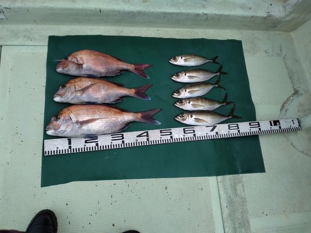 マダイ・マアジ