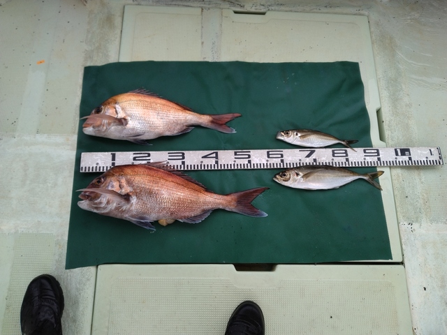 マダイ・マアジ