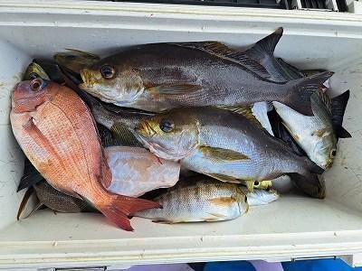 マダイ・イサキ