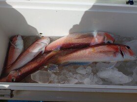 アマダイ(アカアマダイ)