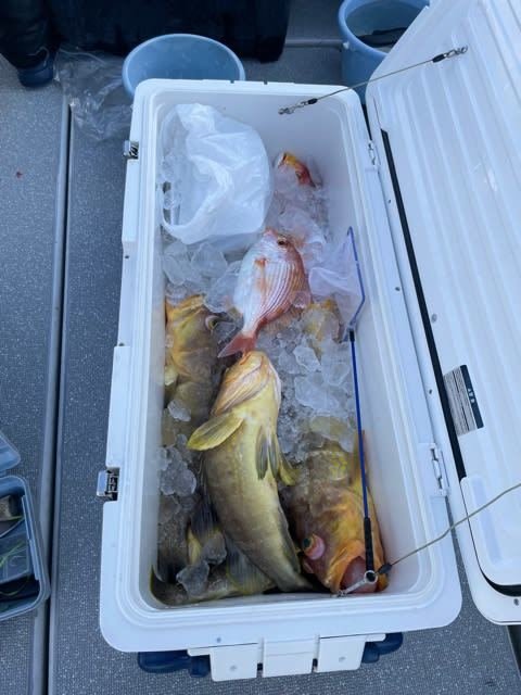 キダイ・アオナ(アオハタ)