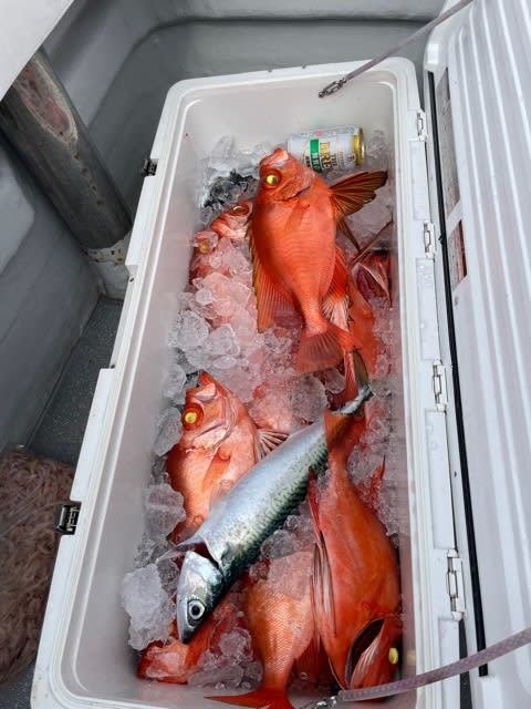 チカメキントキ・サバ(マサバ)