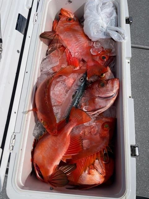 チカメキントキ・サバ(マサバ)