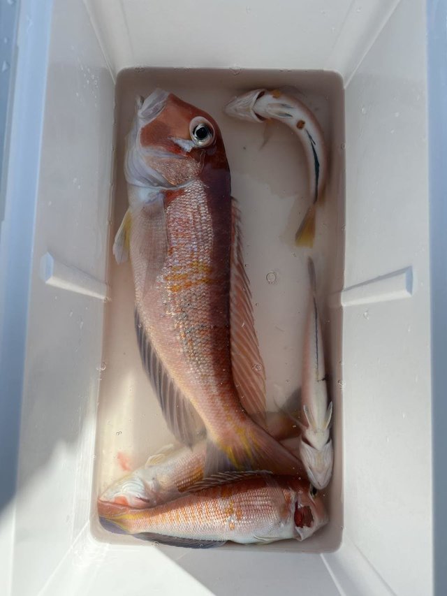 アマダイ(アカアマダイ)