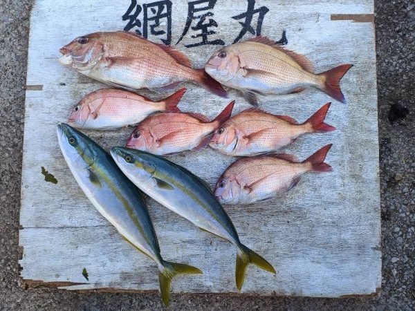 マダイ・イナダ(ブリ)