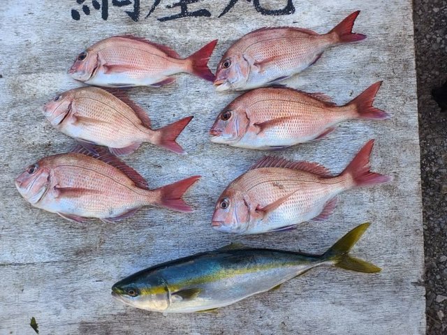 マダイ・イナダ(ブリ)