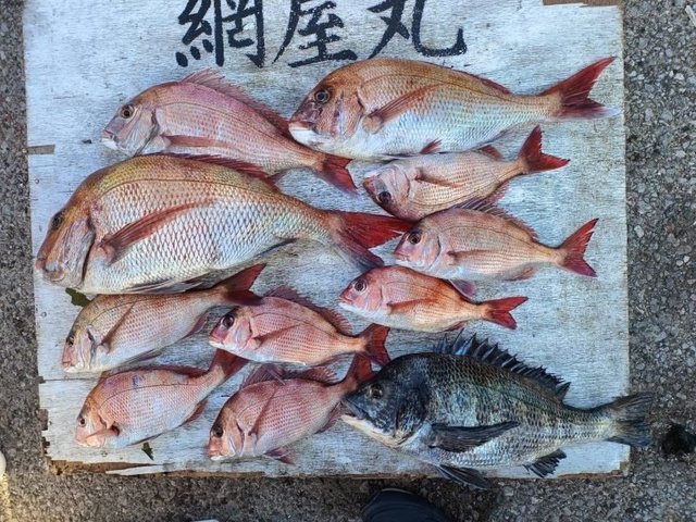 マダイ・クロダイ