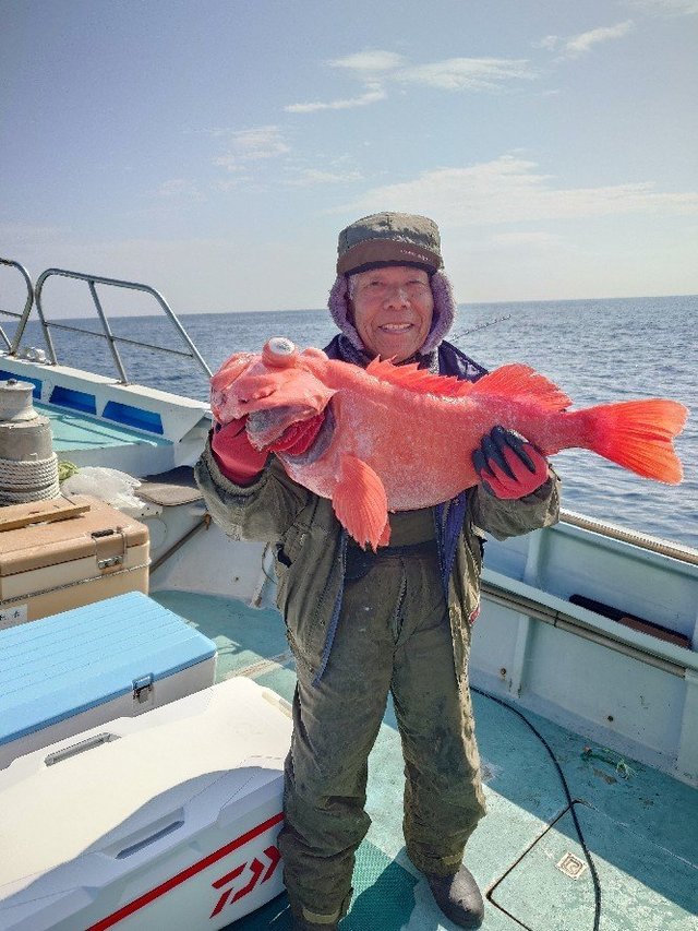 ベニアコウ(オオサガ)