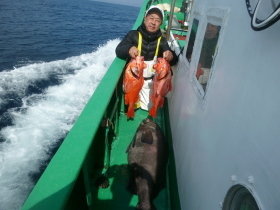 ベニアコウ(オオサガ)