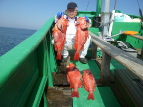 ベニアコウ(オオサガ)