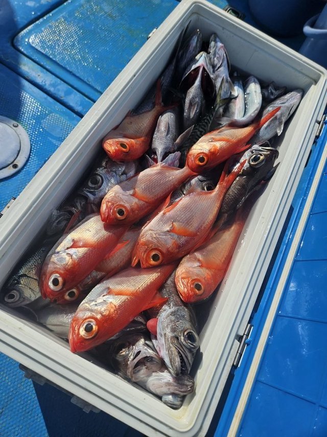 クロムツ・キンメダイ・シロムツ(オオメハタ)