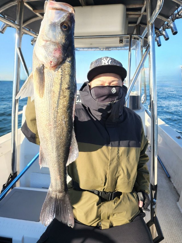 シーバス(スズキ)