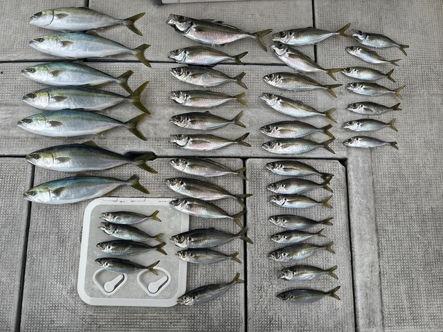 アジ(マアジ)・ハマチ(ブリ)