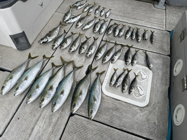 アジ(マアジ)・ハマチ(ブリ)