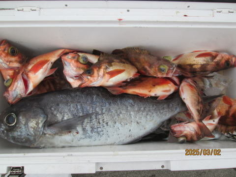 アジ(マアジ)・アマダイ(アカアマダイ)・メバル・オキメバル(ウスメバル)