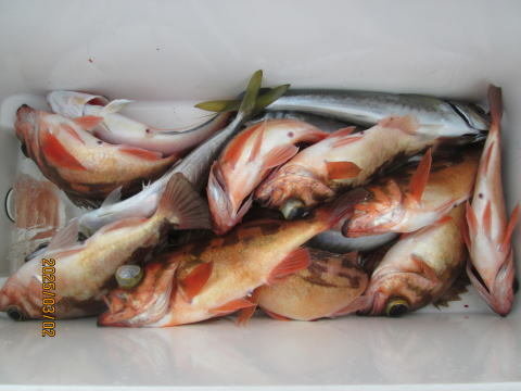 アジ(マアジ)・オキメバル(ウスメバル)