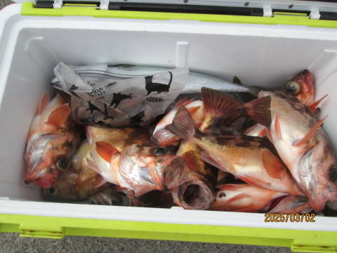 アジ(マアジ)・オキメバル(ウスメバル)