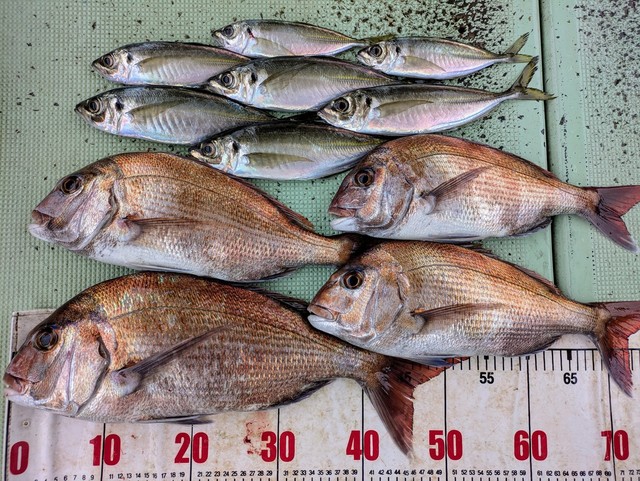 タイ(マダイ)・アジ(マアジ)