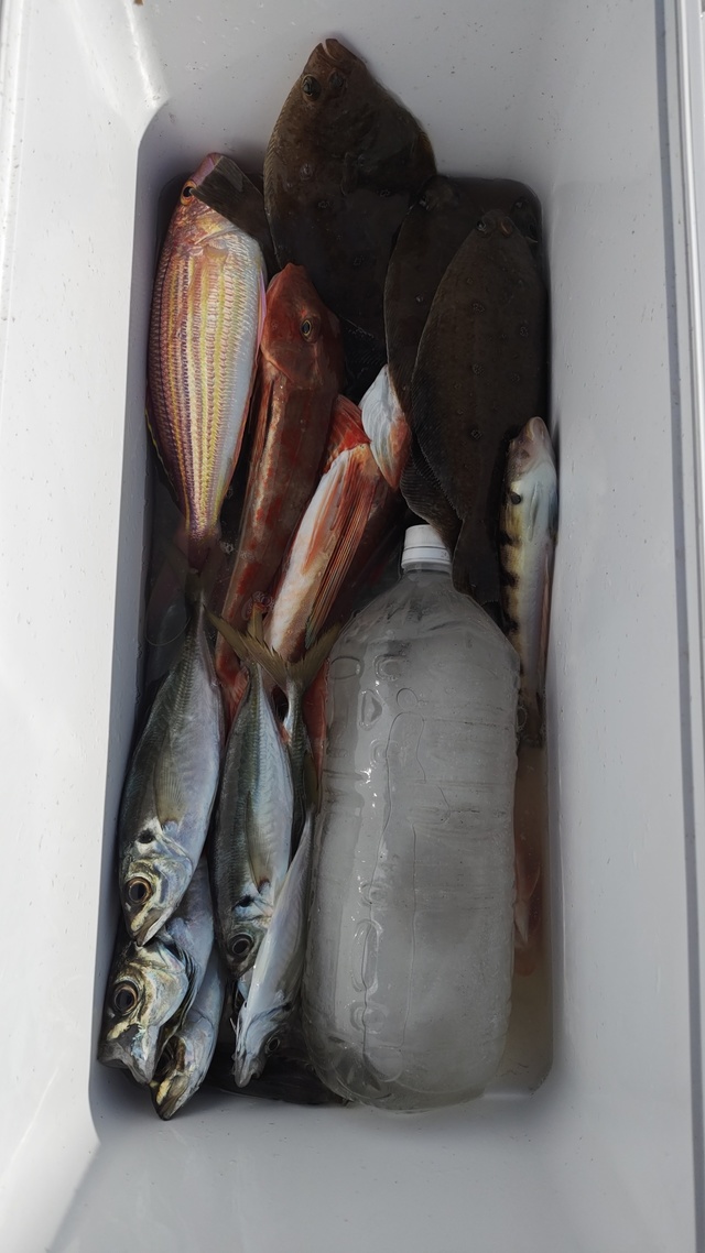 アジ(マアジ)・イトヨリ(イトヨリダイ)・ムシガレイ