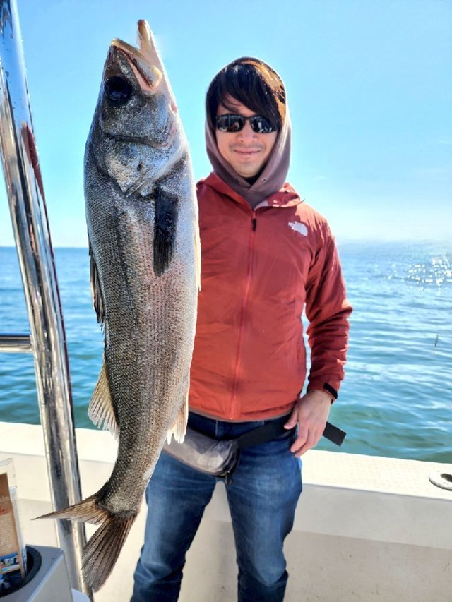 シーバス(スズキ)