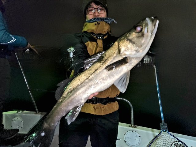 シーバス(スズキ)