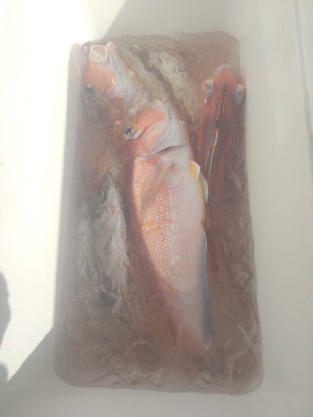 アジ(マアジ)・アマダイ(アカアマダイ)