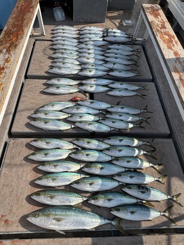 ワラサ(ブリ)・ハマチ(ブリ)