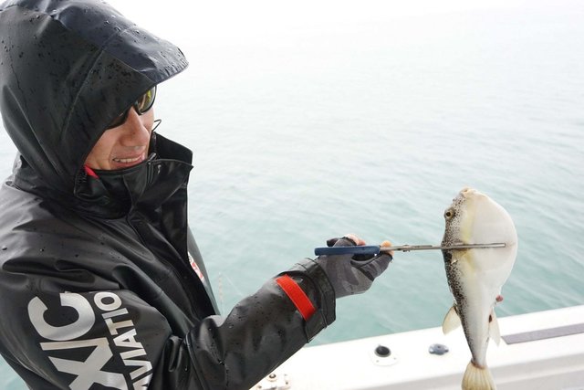 ショウサイフグ