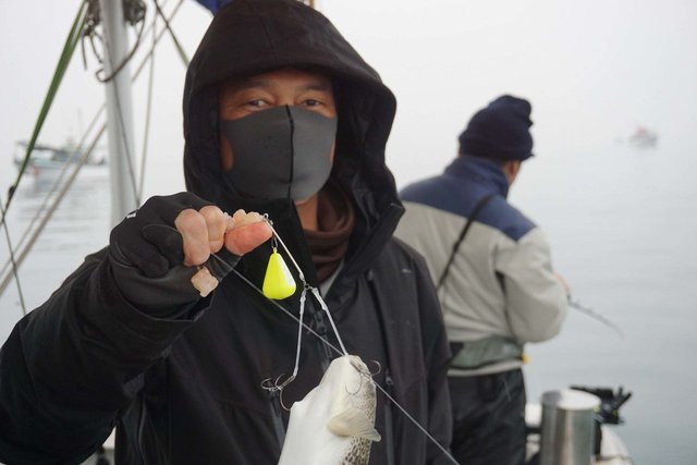 ショウサイフグ