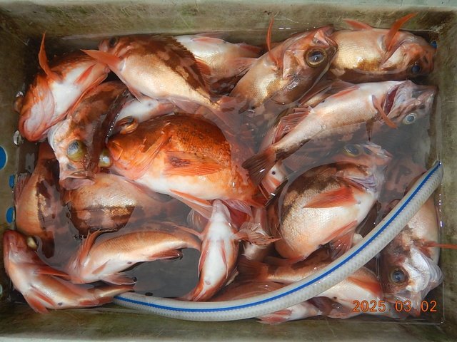 カサゴ・メバル