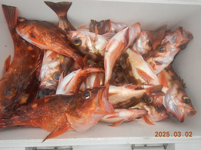 カサゴ・メバル