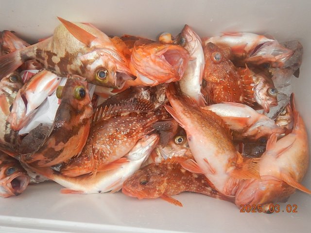 カサゴ・メバル