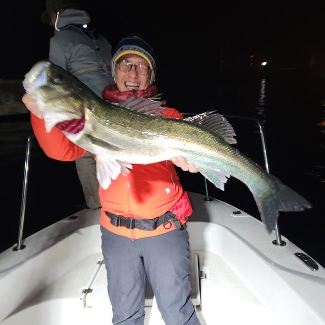 シーバス(スズキ)