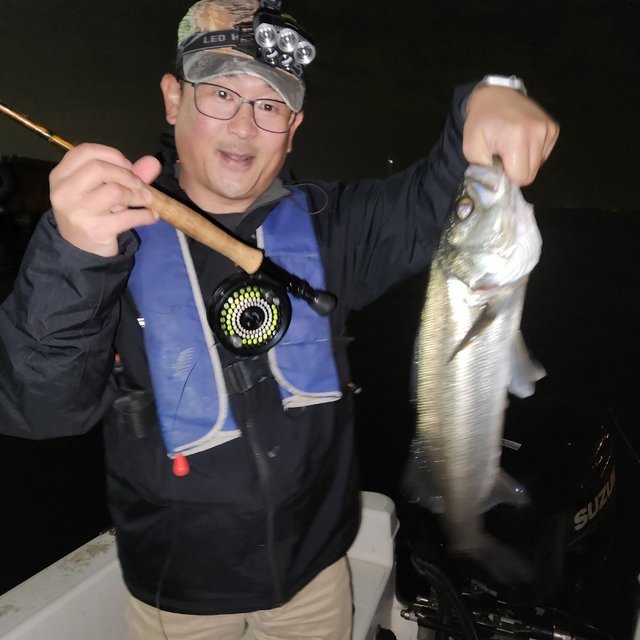 シーバス(スズキ)