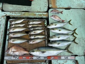 マダイ・マアジ・ハマチ(ブリ)・メジロ(ブリ)