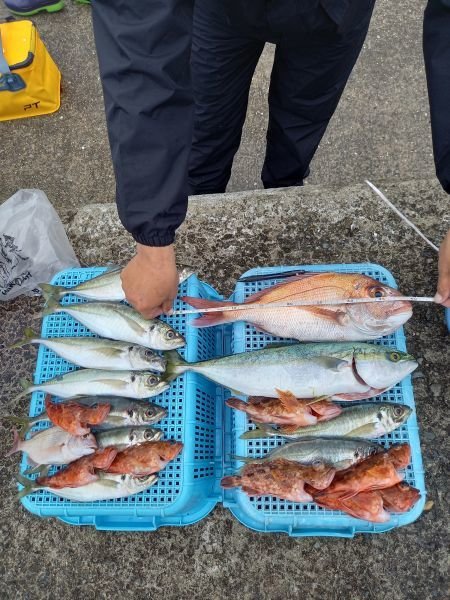 チャリコ(マダイ)・タイ(マダイ)・アジ(マアジ)・ツバス(ブリ)・ガシラ(カサゴ)