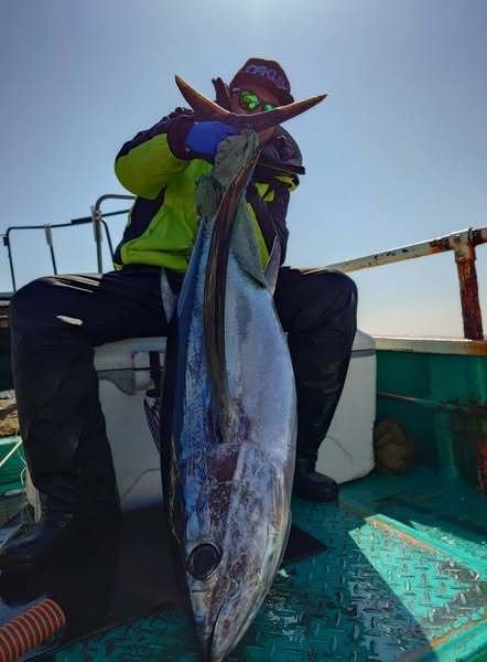 トンボ(ビンナガ)