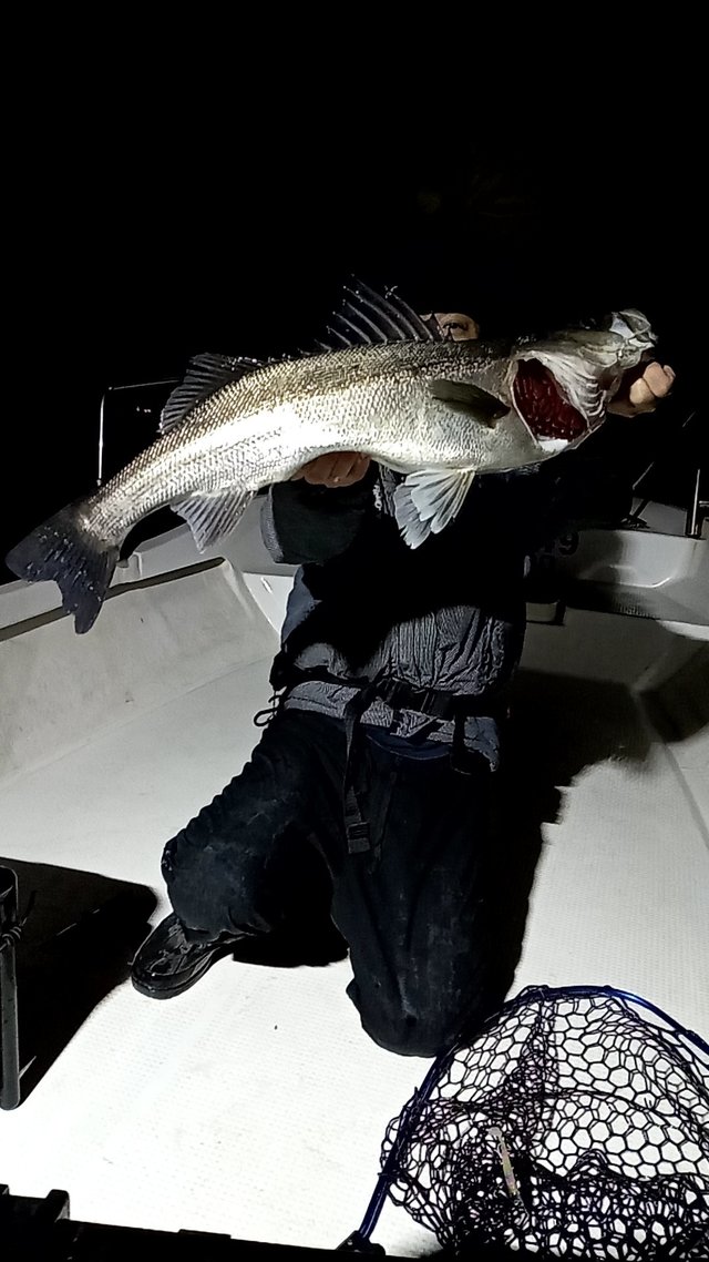 シーバス(スズキ)