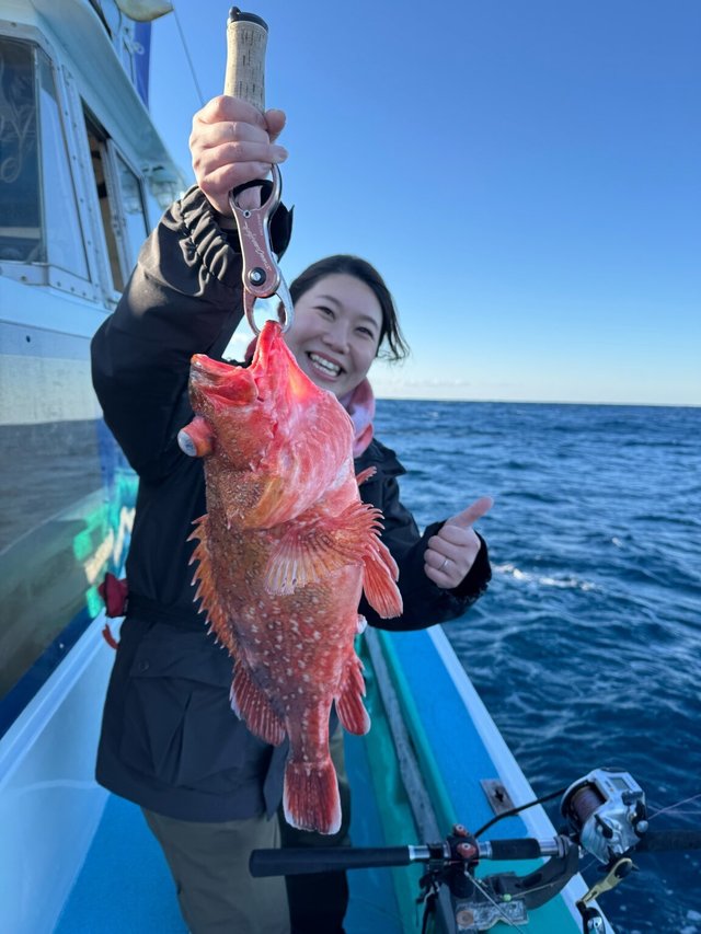 カンコ(ウッカリカサゴ)