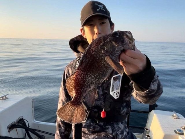 マゾイ(キツネメバル)