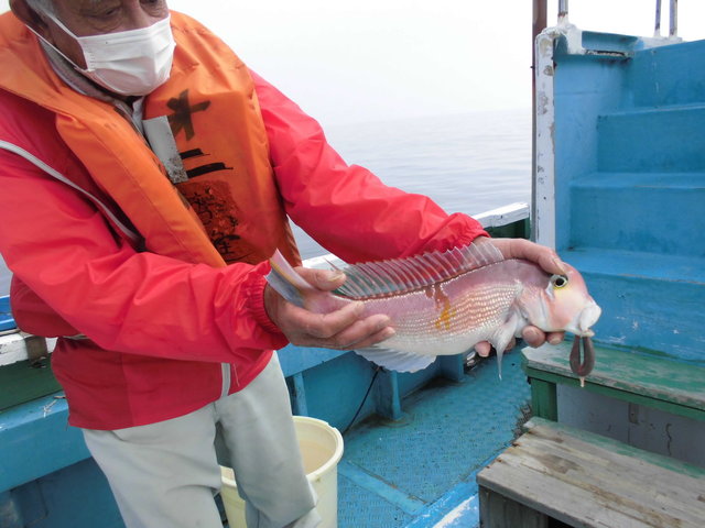 アマダイ(アカアマダイ)