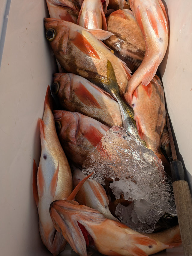 アジ(マアジ)・ウスメバル