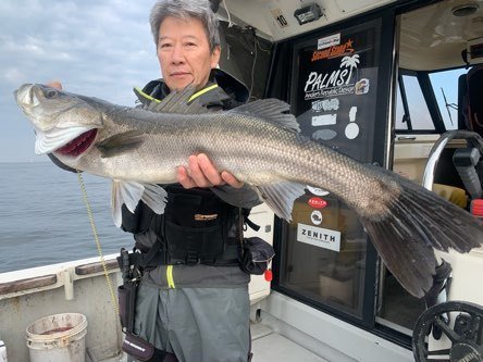 シーバス(スズキ)