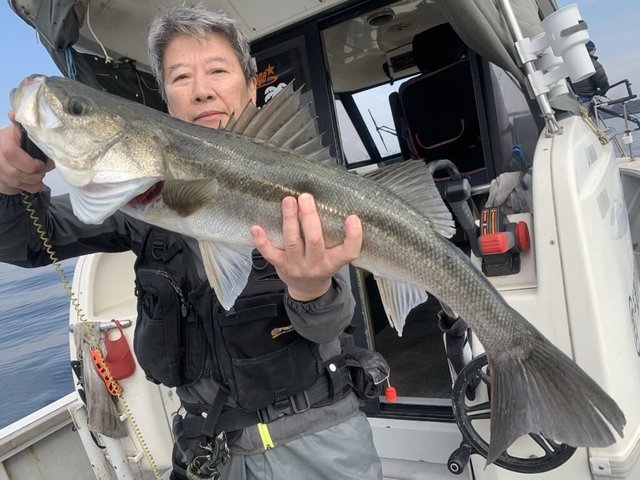 シーバス(スズキ)