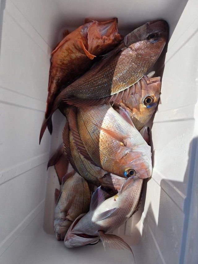 マダイ・カサゴ